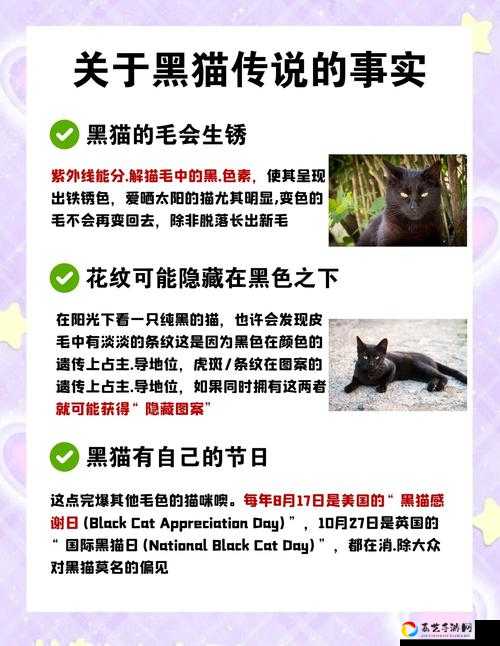 绝了！南瓜头黑猫技能逆天！必看实战攻略