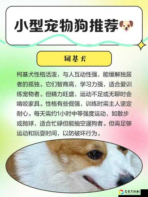 迷你理查德宠物获取攻略！3分钟教你轻松抱走萌宠