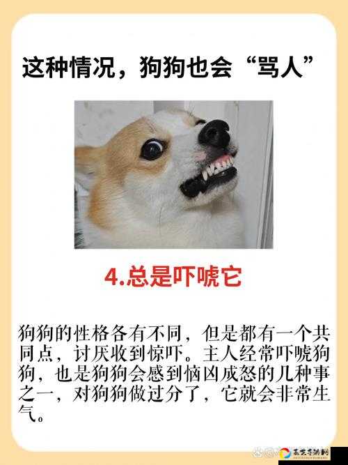 狗子不开心你崩溃？明日之后宠狗秘笈大公开！养条会骂人的狗是什么体验？