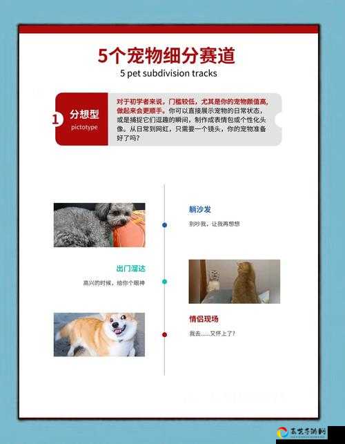 DBSystem宠物养成爆肝总结！3天速成满星宠物攻略来啦
