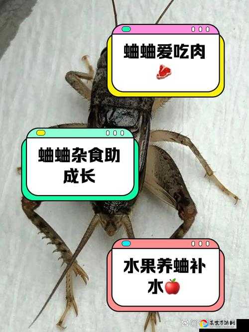 悠长假期蟋蟀捉虫技巧！手残党也能轻松收服的绝了攻略