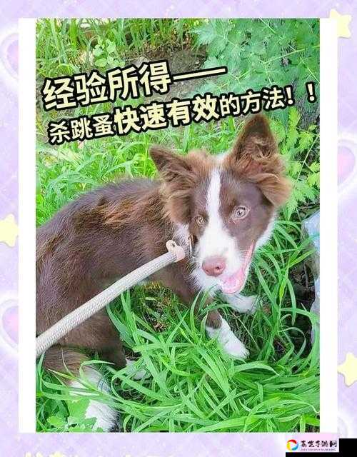 崩溃必看！动物森友会跳蚤捕捉终极攻略——零失败技巧大公开！