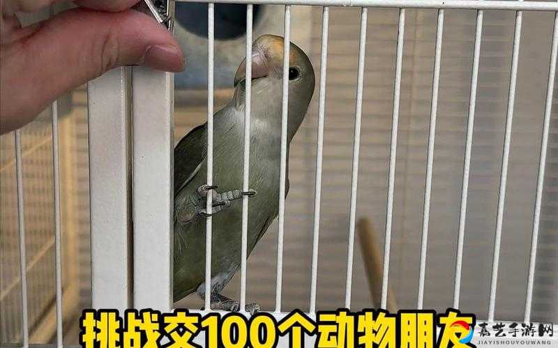 新手必看！动物朋友展览区开局秒变大佬的7大神操作