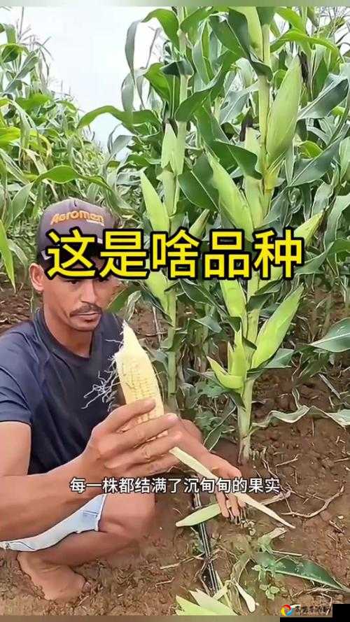 最后的绿洲玉米必看！3种隐藏获取方式让你资源暴增