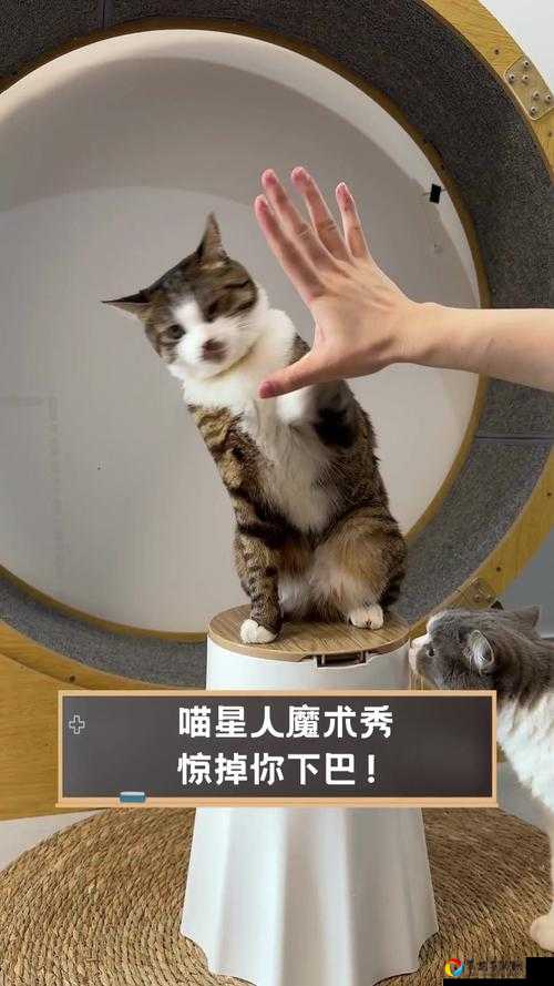 狂按赞！教你3秒截到绝美小动物照！全村围观的神仙拍法大公开