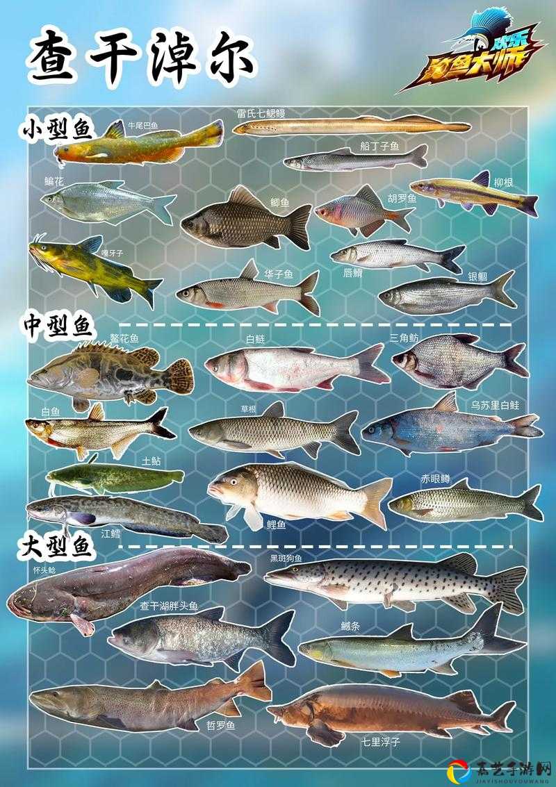 为什么钓不到弹簧鱼？这份绝密攻略让你秒变钓鱼大师！