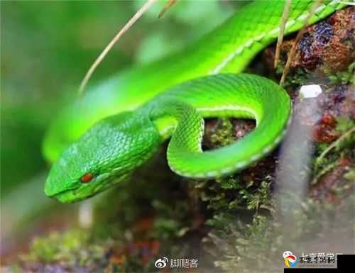 冬瓜凤蝶虫捕捉攻略！绝了！手残党3分钟速成图鉴+全地图路线图