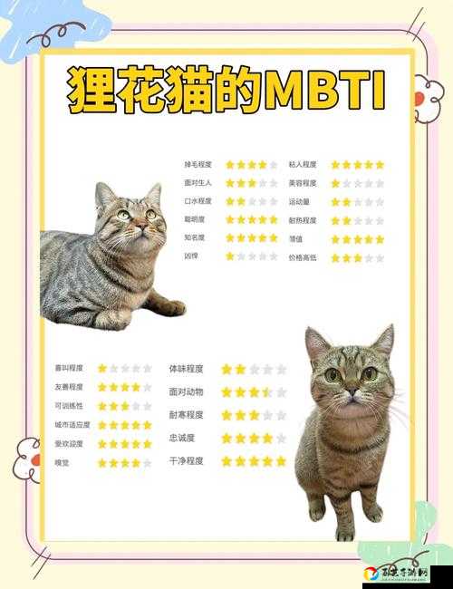 像素男友狸猫好感度速成攻略！爆肝整理5大隐藏技巧让你专属狸猫一秒贴脸