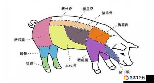 猪房到底在哪？90%玩家都找错的绝佳野区坐标公开！