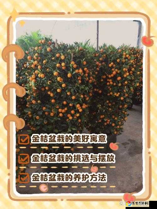明日之后大吉大利盆栽价格让人崩溃？橘子树获取方法速看！