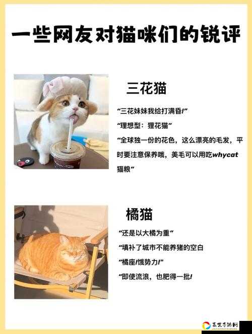 520猫配方到底怎么配？以爱之名猫妖基因效果+配方公式全解析！必存攻略