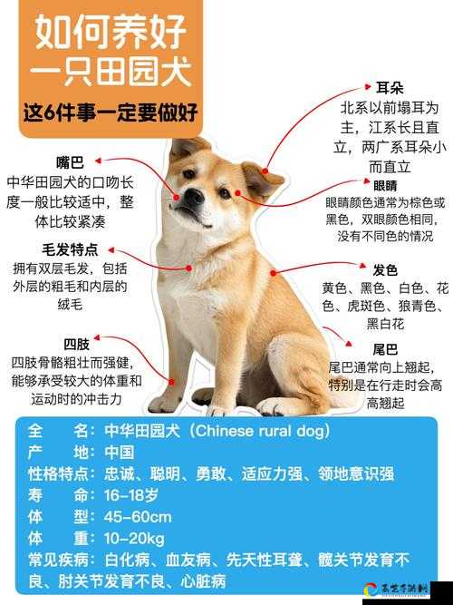 家畜散养庭院必看攻略！手把手教你轻松解锁田园快乐