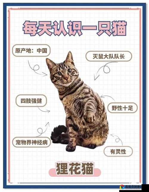 狸猫7月11日大调整！输出飙升还是被迫毕业？实测告诉你真相